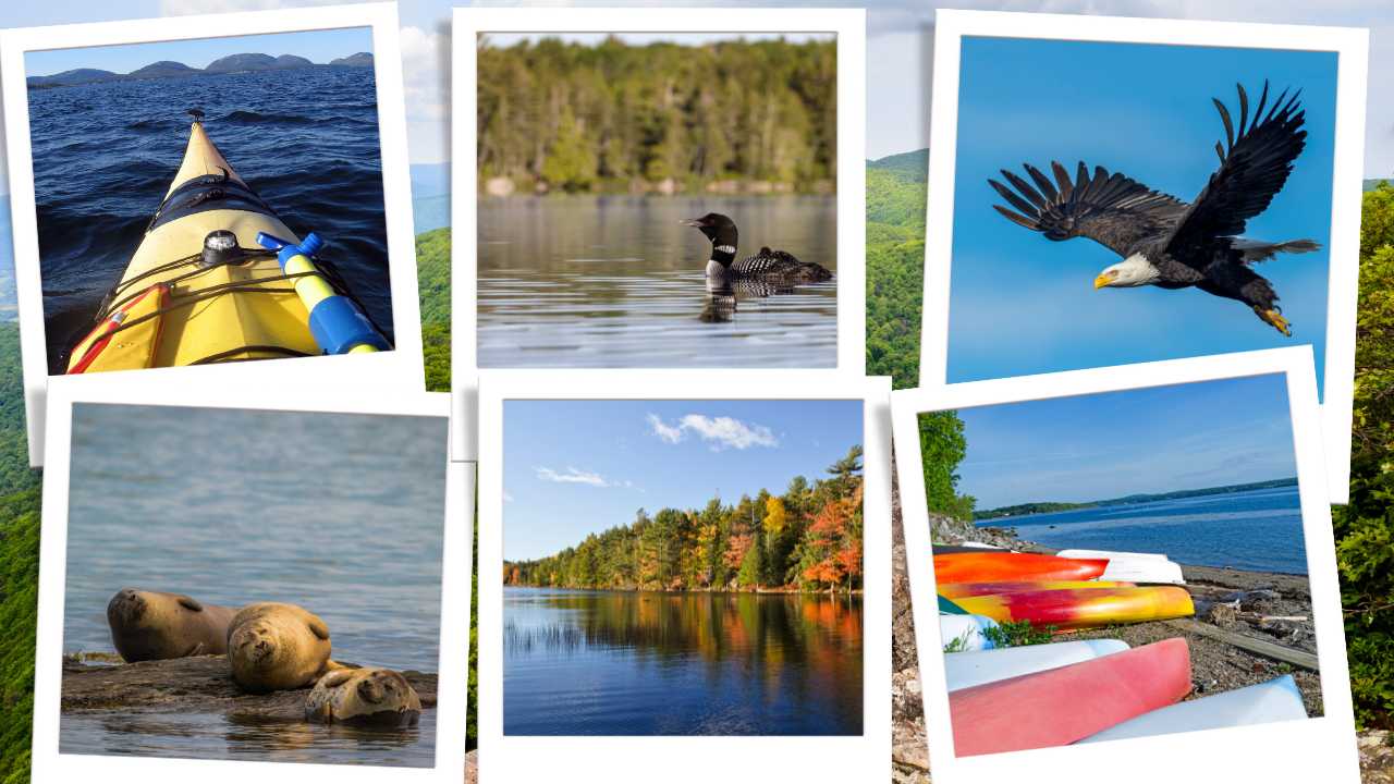 Collage of images from a Maine kayak trip including a loon, eagle, and seals. 