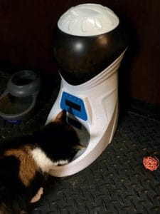 Cat eating from automatic feeder