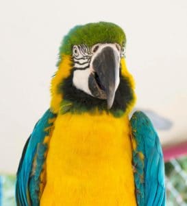 Uncle Sandy’s Macaw Bird Park is an amazinga parrot rescue and bird sanctuary in Pensacola, Florida. 