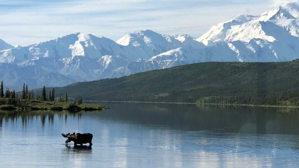 Moose in a lake in front of Denali