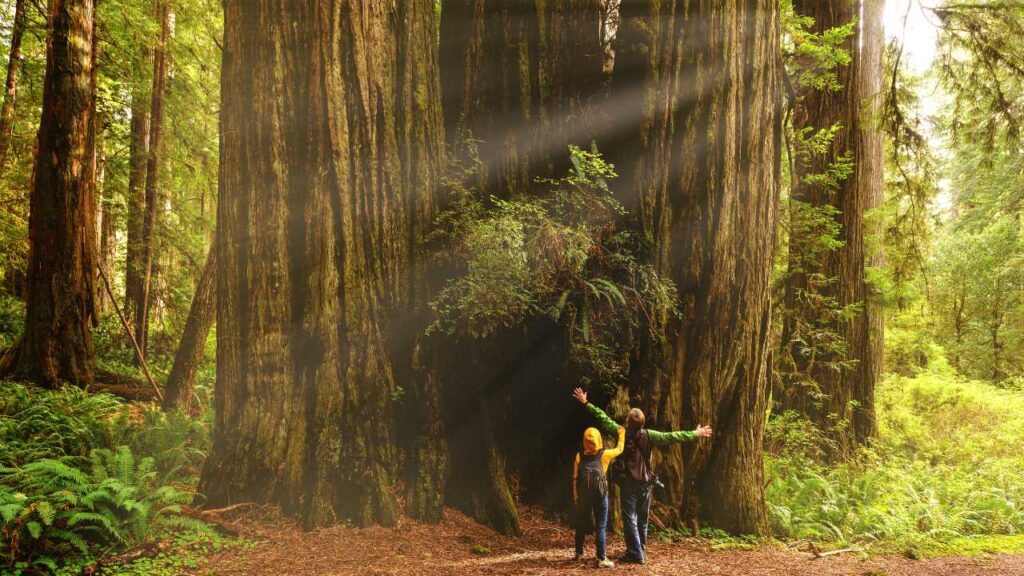 Couple looking up at massive trees in Jedediah Smith Redwoods State Park