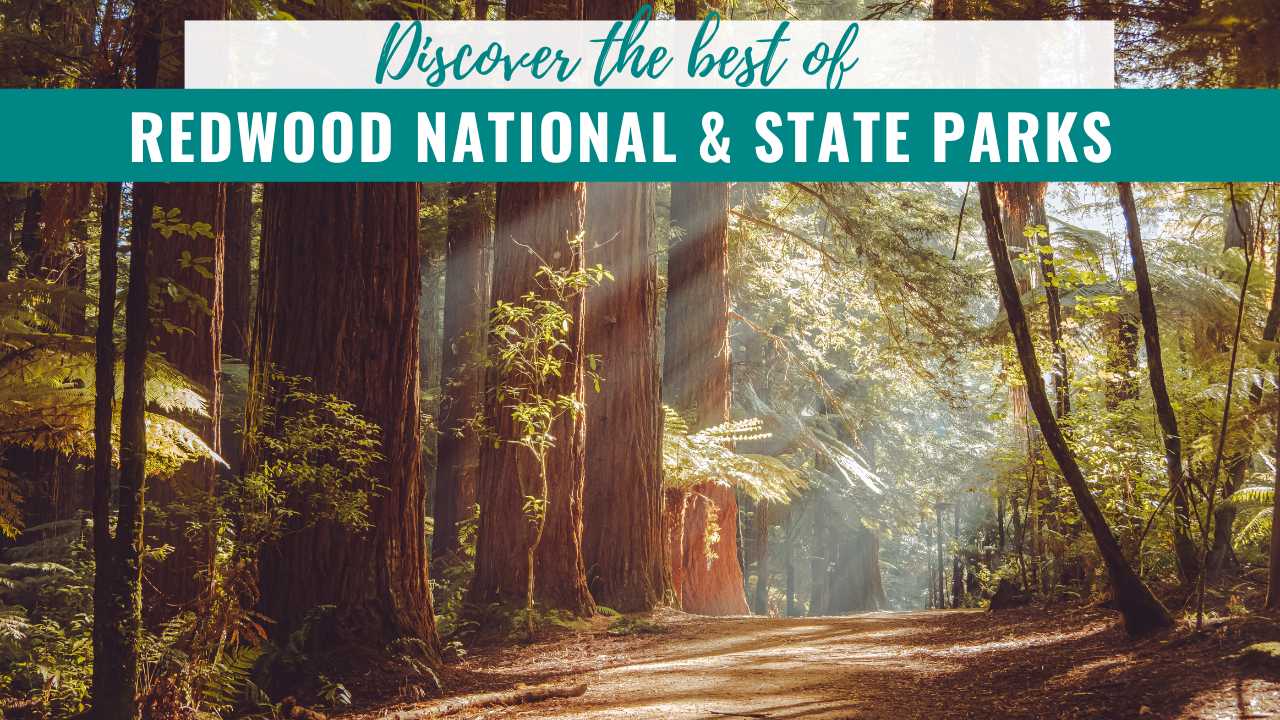 Complete Guide to Redwood National and State Parks