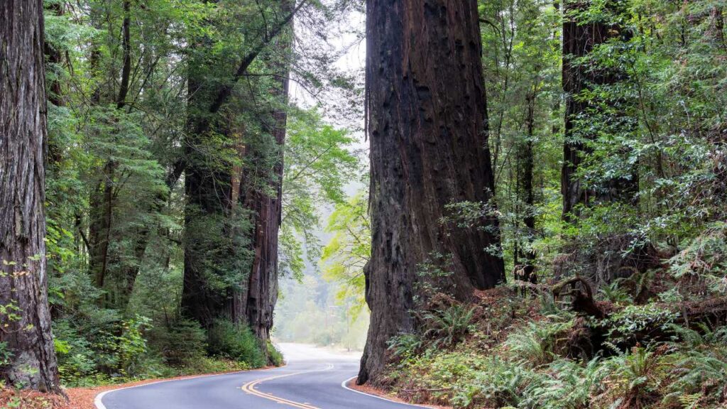 Scenic Drive in Redwood National and State Parks