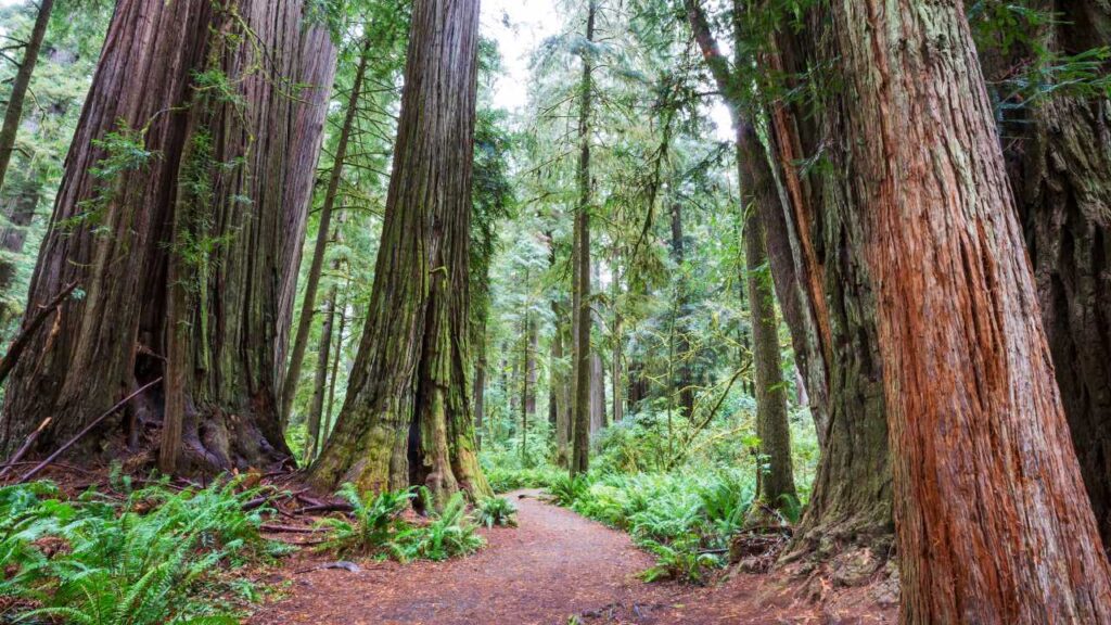 Boy Scout Trail in Redwood National and State Parks