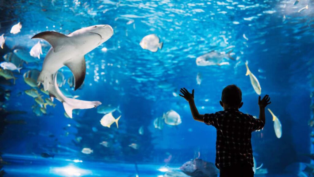 A boy looking at sharks at the Shark Reef Aquarium in Las Vegas