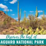 Image of Saguaro and Prickly Pear Cactus in the desert at Saguaro National Park