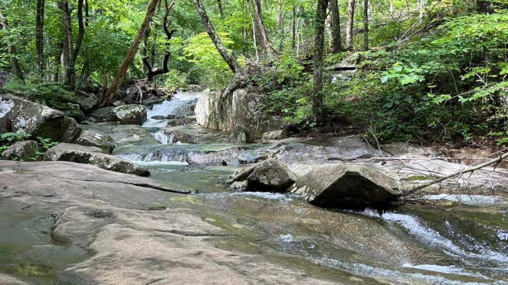 River running through the forest